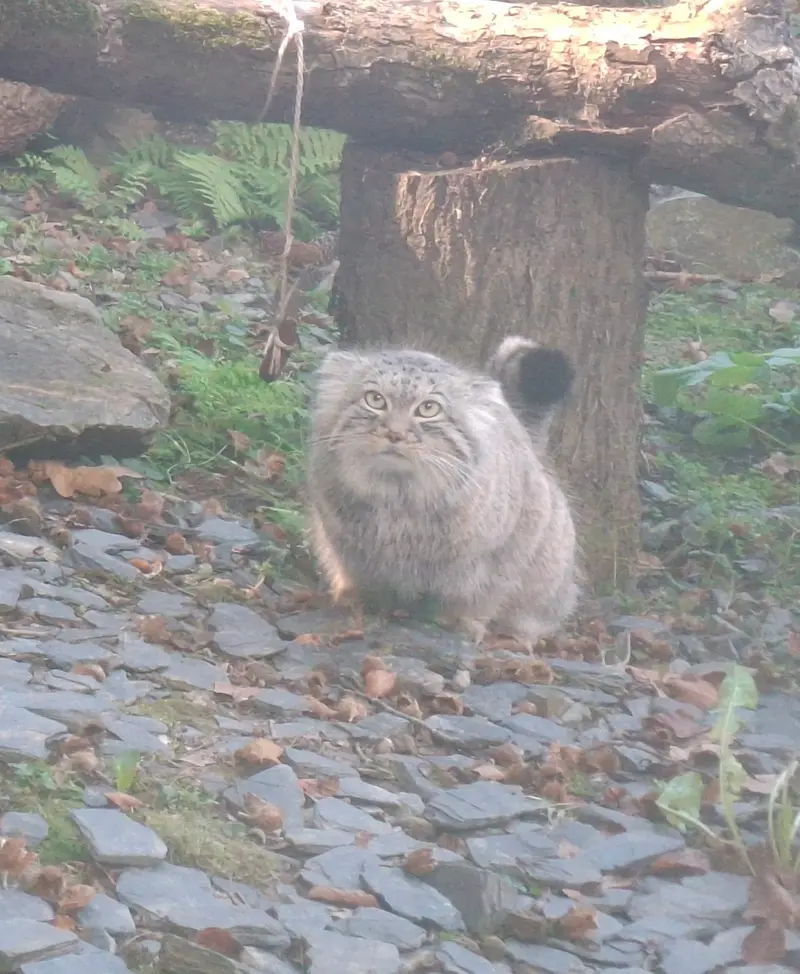 A photograph of Altai in Tregomeur Zoo