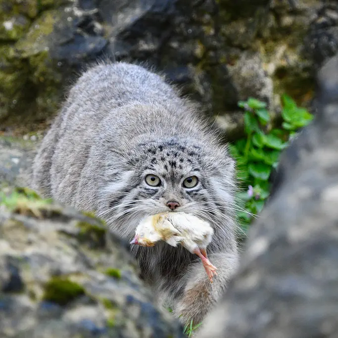 A photograph of a Pallas's cat in Port Lympne Wild Animal Park