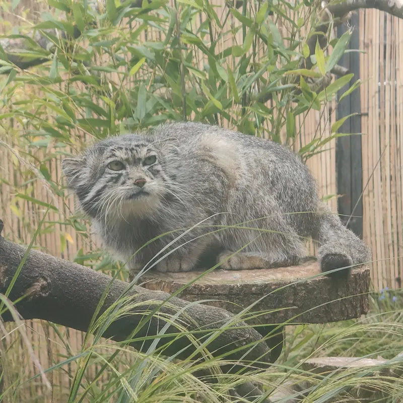 A photograph of Akiko in Edinburgh Zoo