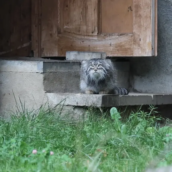 A photograph of a Pallas's cat in Moscow zoo