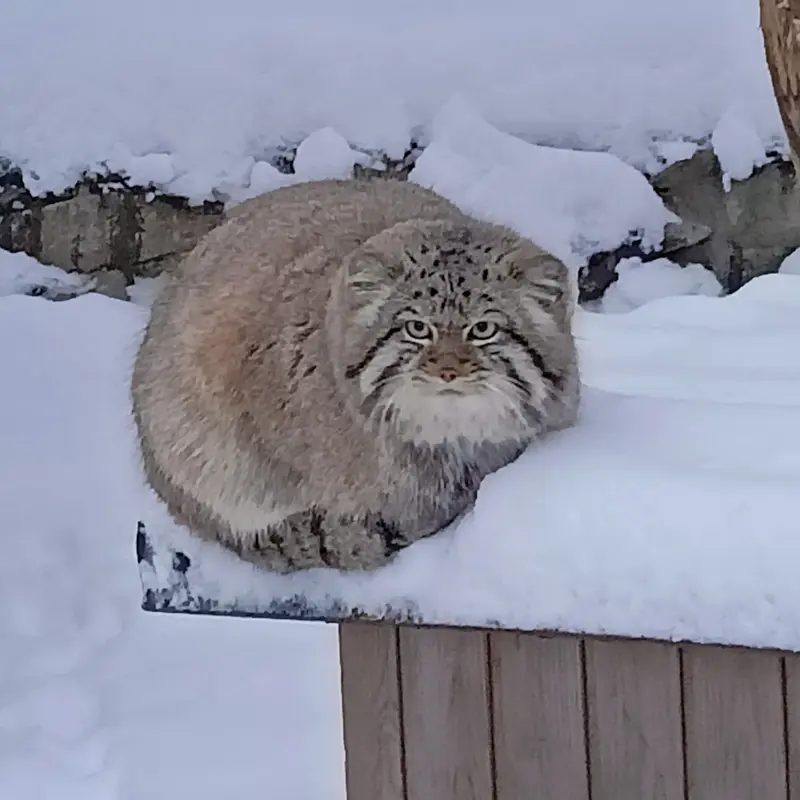 A photograph of Sylvester in Novosibirsk Zoo