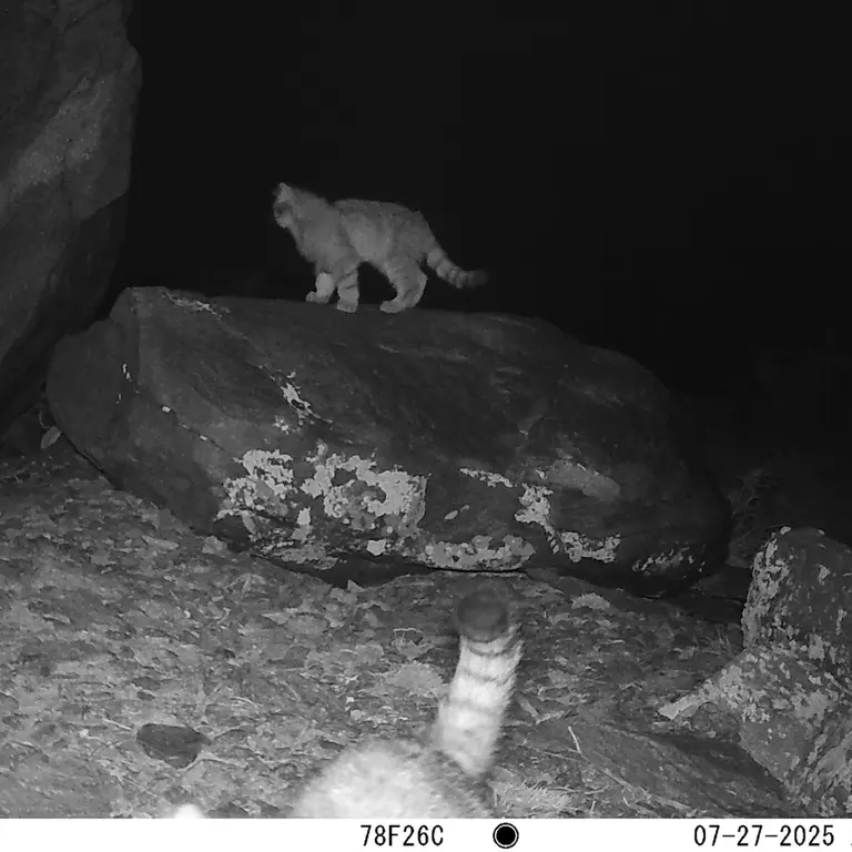 A photograph of Otocolobus manul manul from Koshkar [new] camera trap