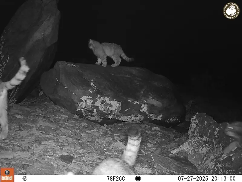A photograph of Otocolobus manul manul from Koshkar [new] camera trap