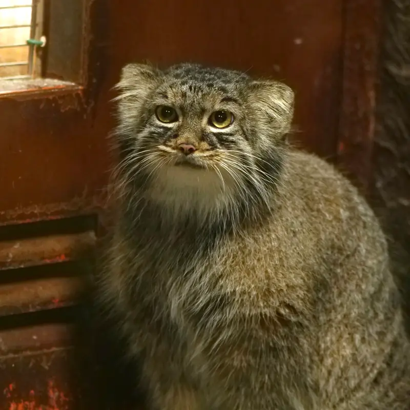 A photograph of Shafran in Ueno Zoological Gardens