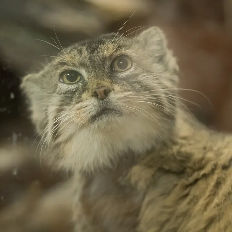 A photograph of Primula in Ueno Zoological Gardens