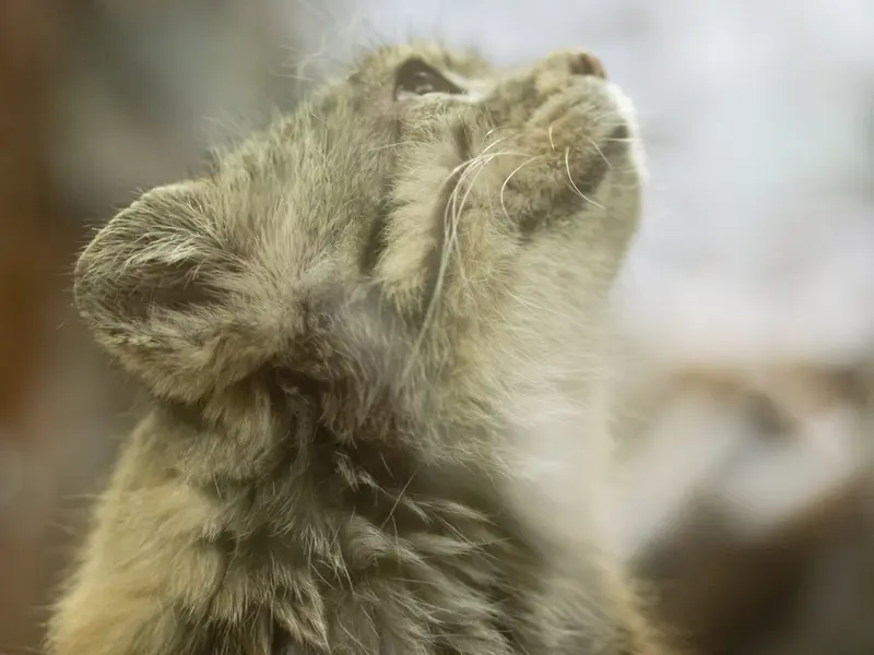 A photograph of Primula in Ueno Zoological Gardens