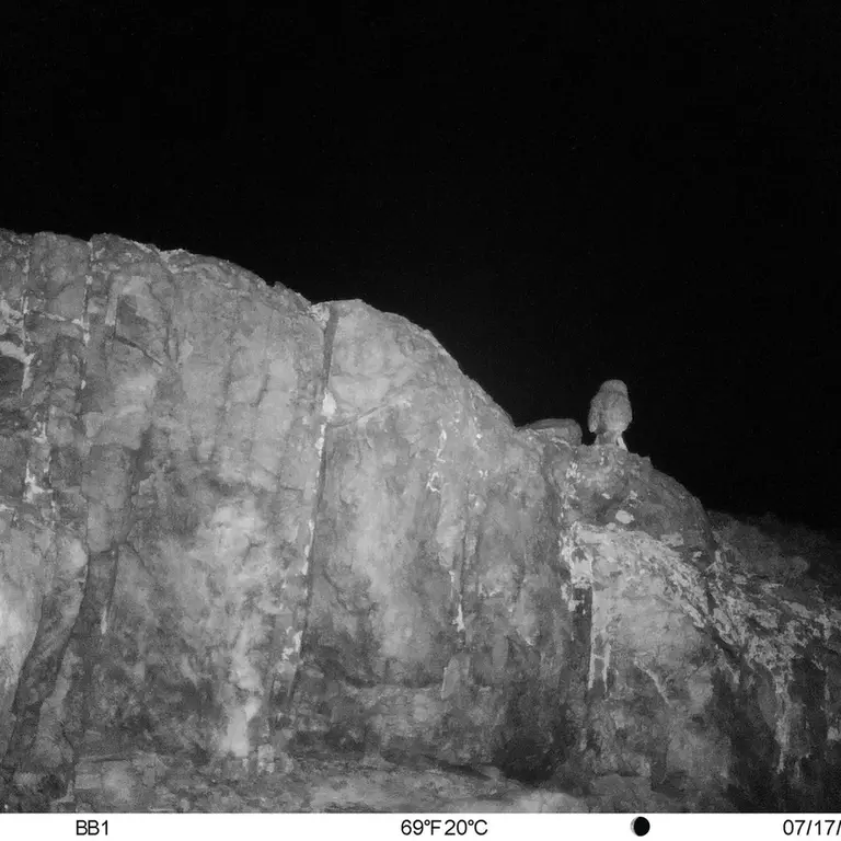 A photograph of Little Owl from Aktas-Kunkora [new] camera trap