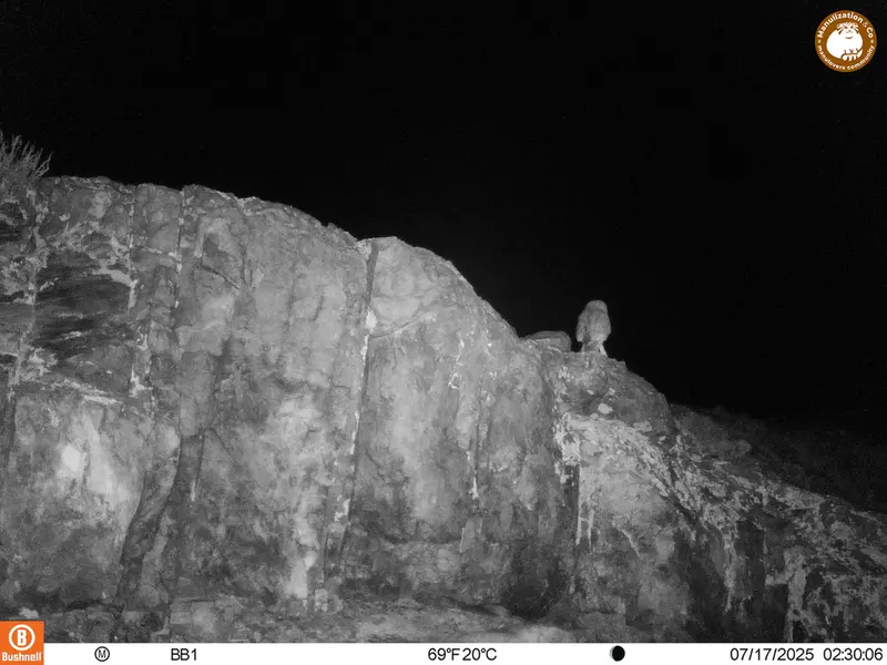A photograph of Little Owl from Aktas-Kunkora [new] camera trap