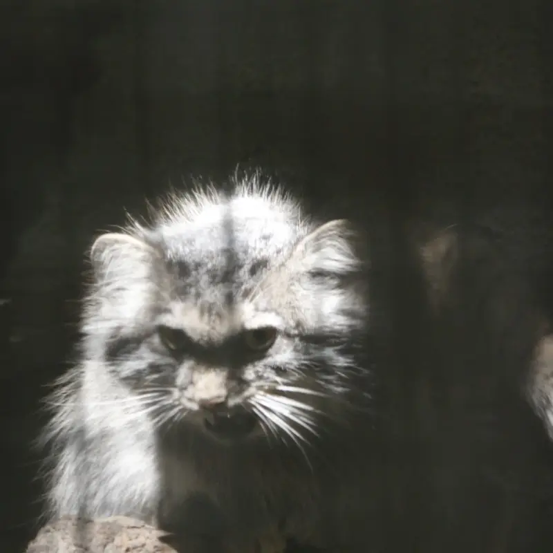 A photograph of Lucy in Budapest Zoo & Botanical Garden