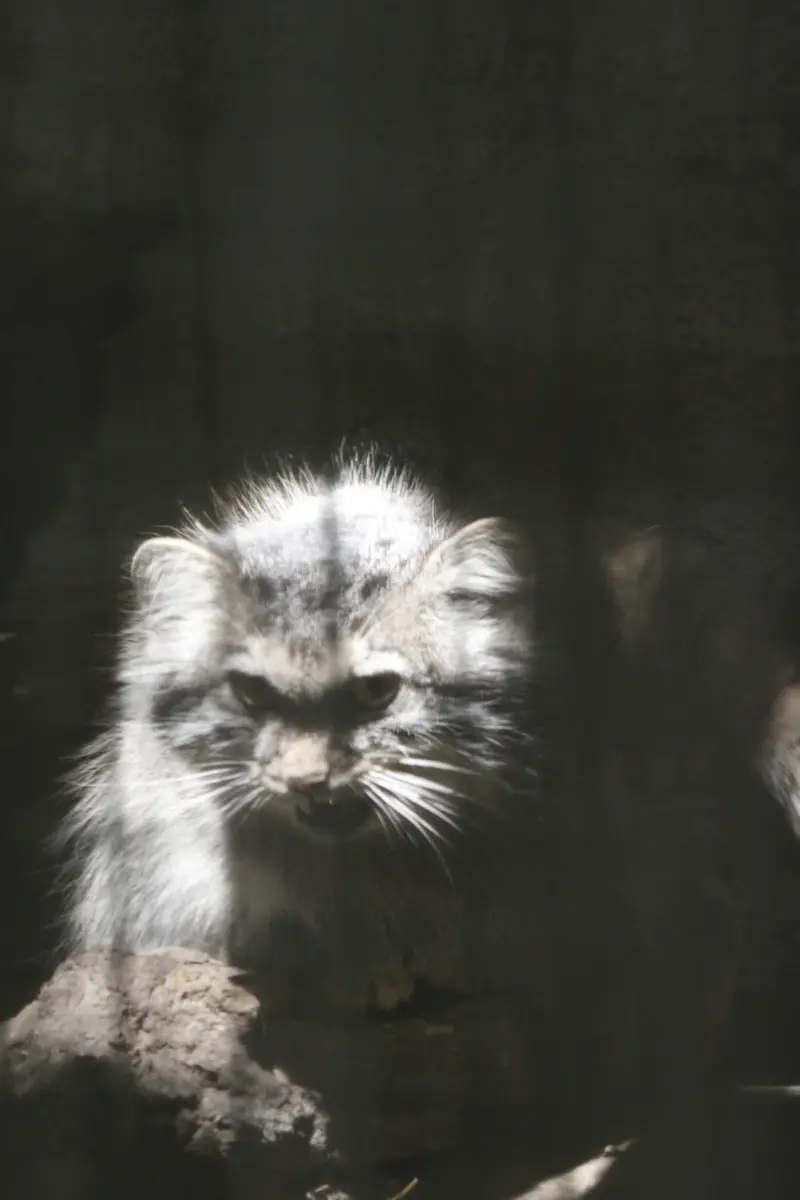 A photograph of Lucy in Budapest Zoo & Botanical Garden