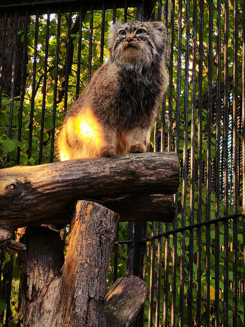 A photograph of Gabi in Novosibirsk Zoo