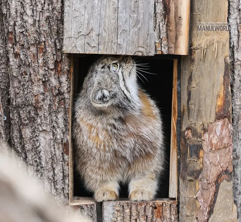 A photograph of Kai in Red River Zoo