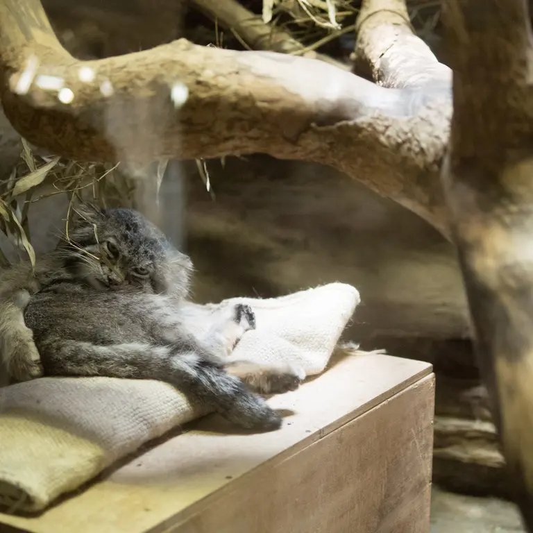A photograph of Klyon in Ueno Zoological Gardens