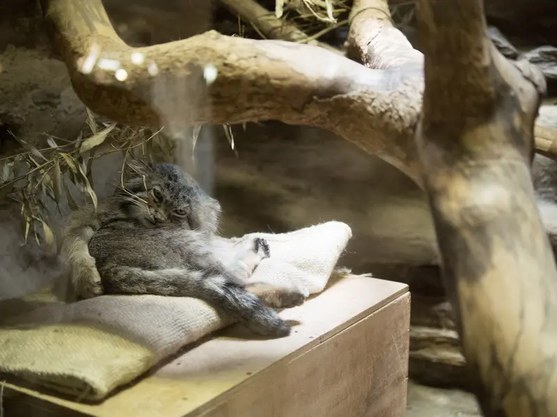 A photograph of Klyon in Ueno Zoological Gardens