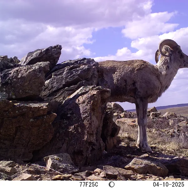 A photograph of Argali from Karashoky camera trap