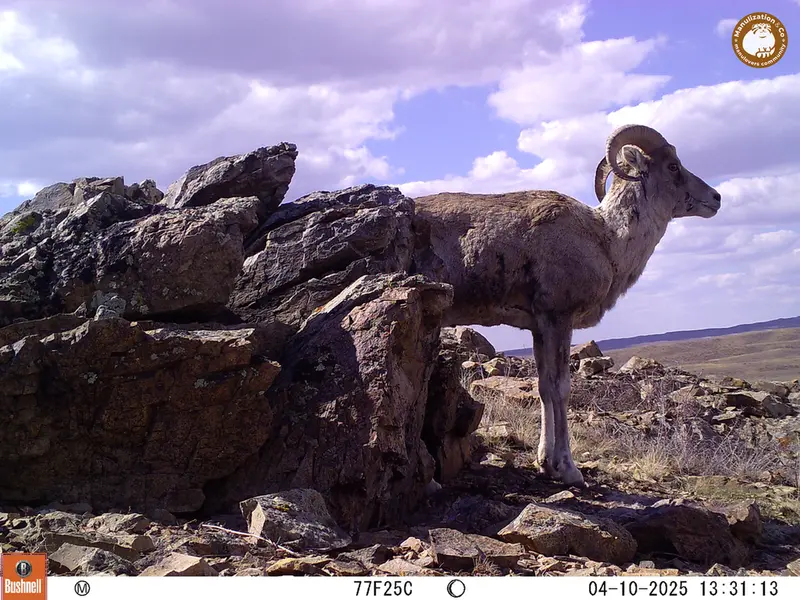 A photograph of Argali from Karashoky camera trap