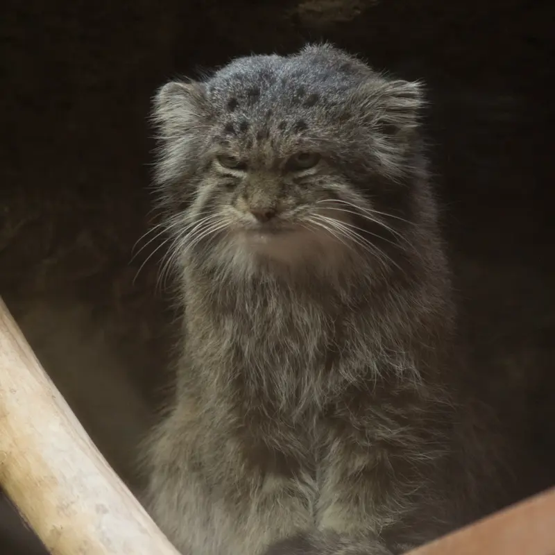 A photograph of Klyon in Ueno Zoological Gardens