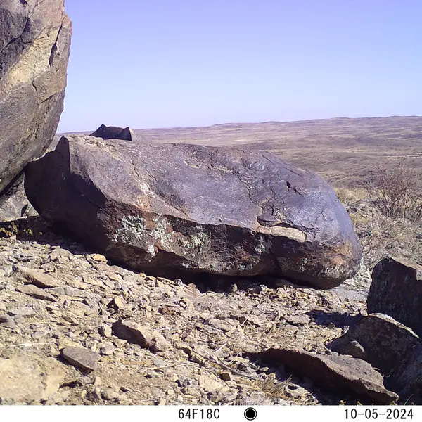 A photograph of Kazakh pika from Koshkar camera trap