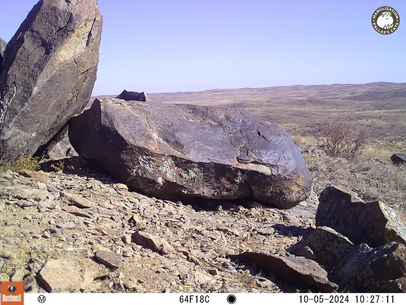 A photograph of Kazakh pika from Koshkar camera trap