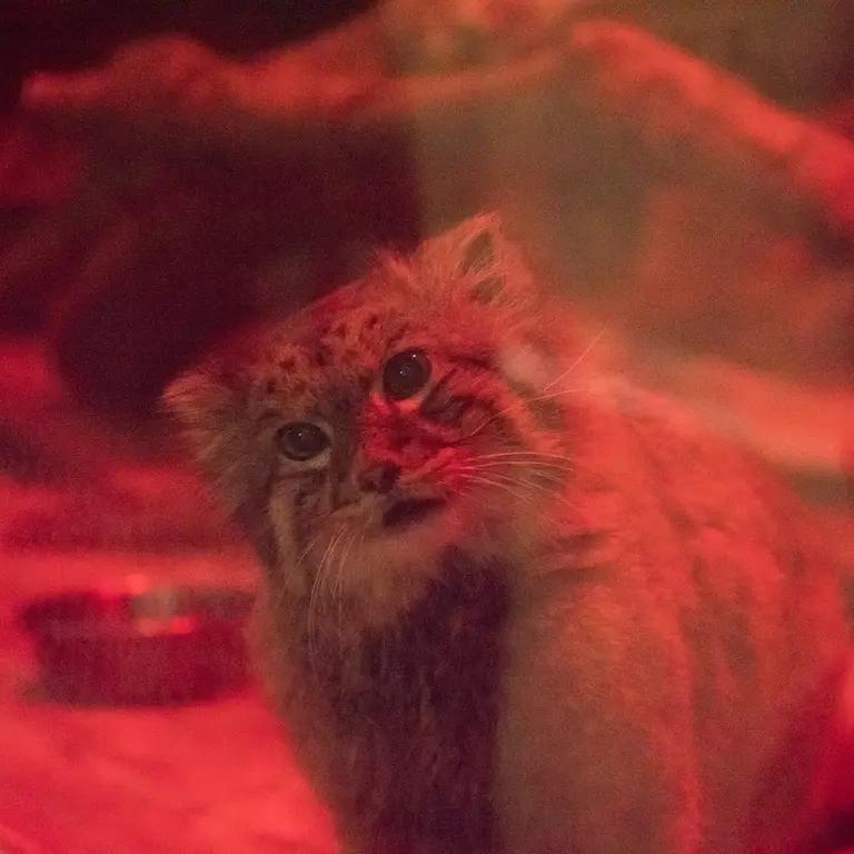 A photograph of Naim in Ueno Zoological Gardens