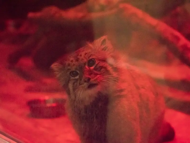 A photograph of Naim in Ueno Zoological Gardens