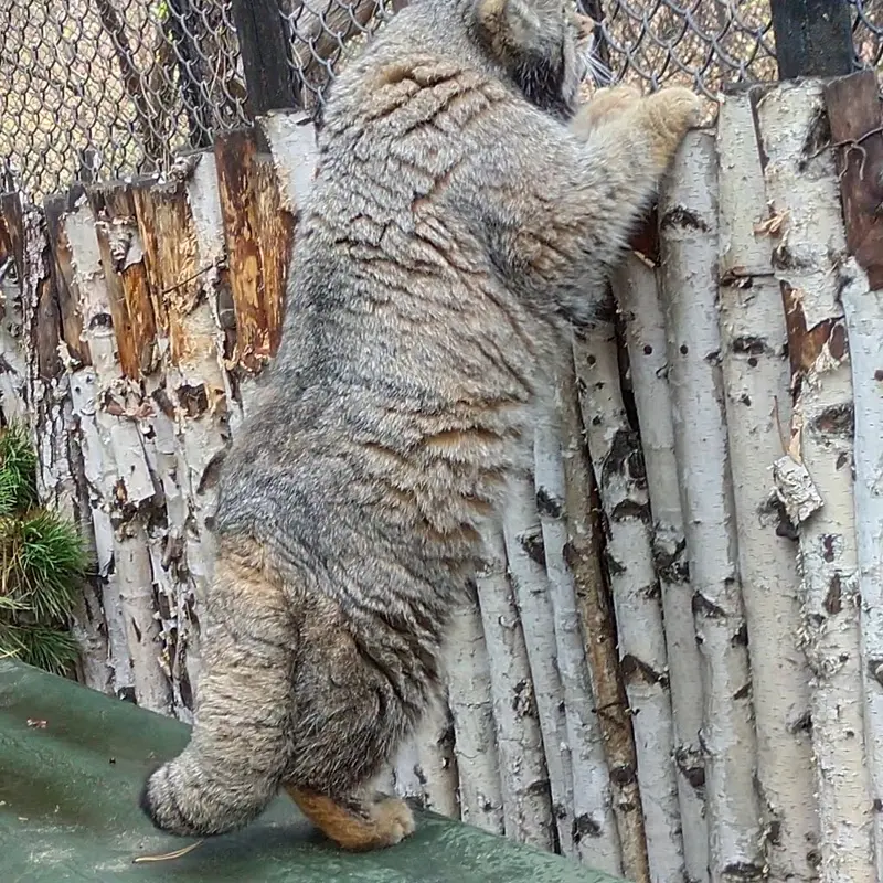 A photograph of Karaganda in Novosibirsk Zoo