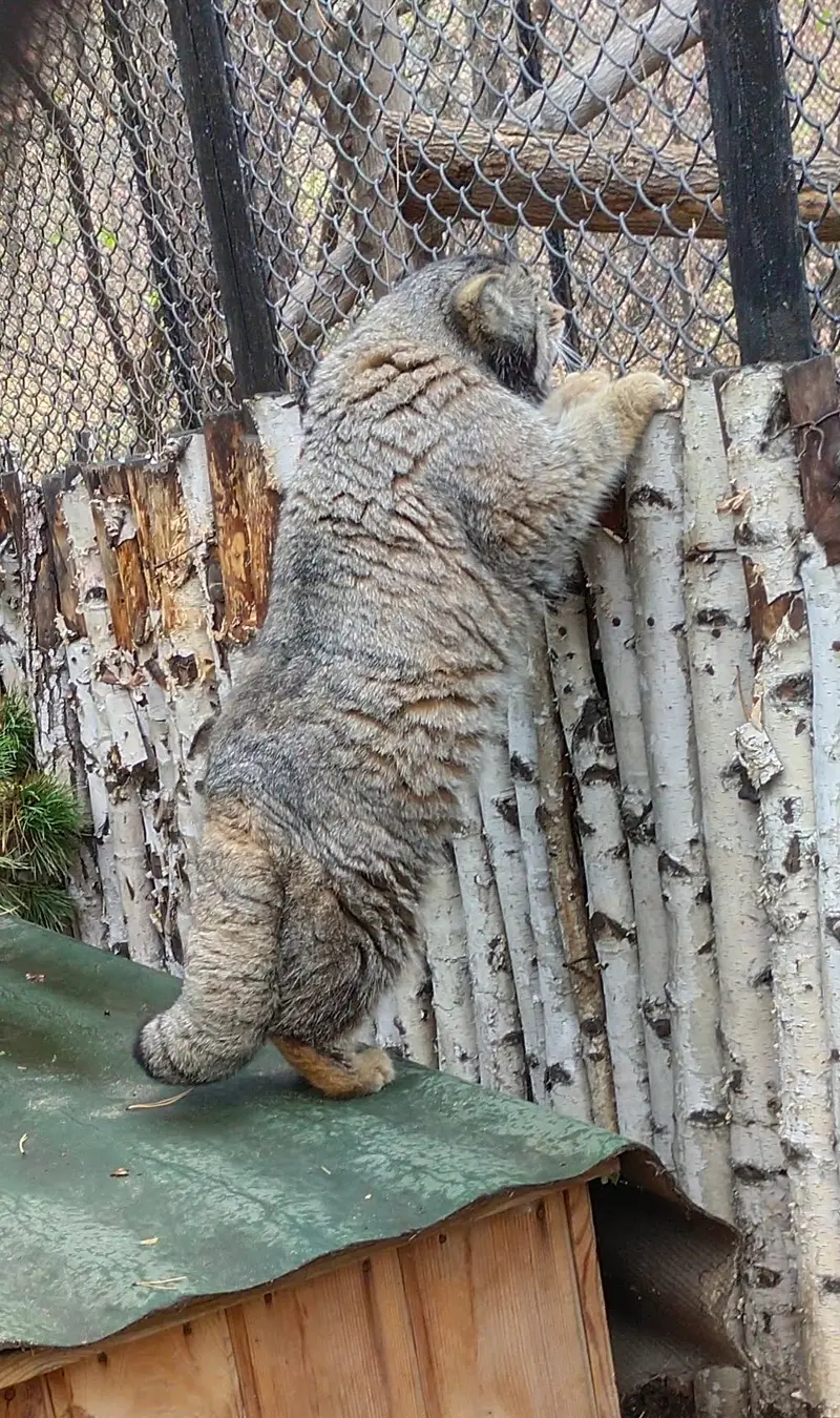 A photograph of Karaganda in Novosibirsk Zoo
