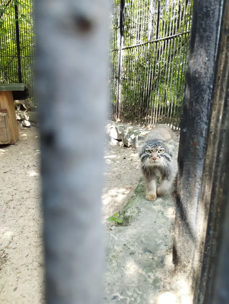 A photograph of a Pallas's cat in Novosibirsk Zoo