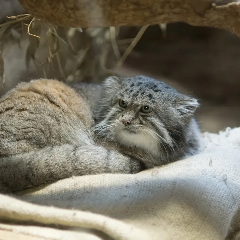 A photograph of Klyon in Ueno Zoological Gardens