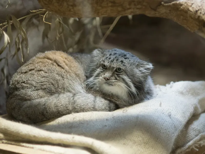A photograph of Klyon in Ueno Zoological Gardens