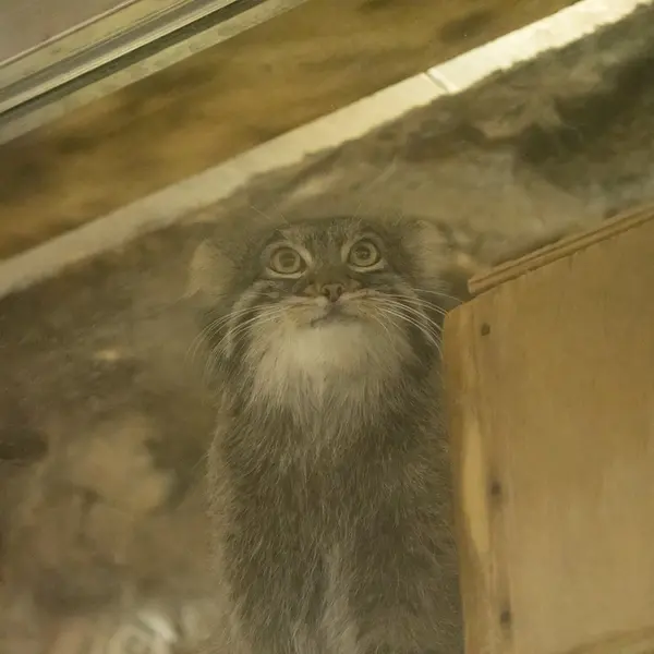 A photograph of Figa in Ueno Zoological Gardens