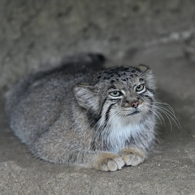 A photograph of Az in Kobe Animal Kingdom