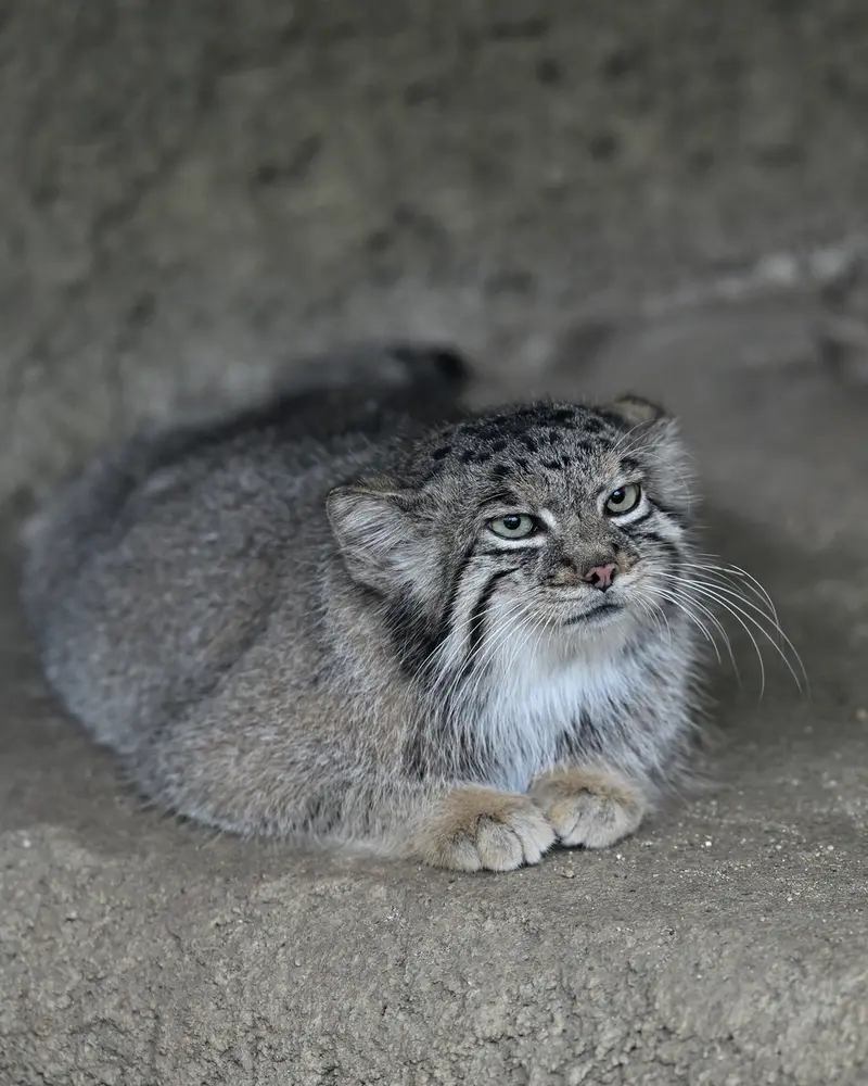 A photograph of Az in Kobe Animal Kingdom