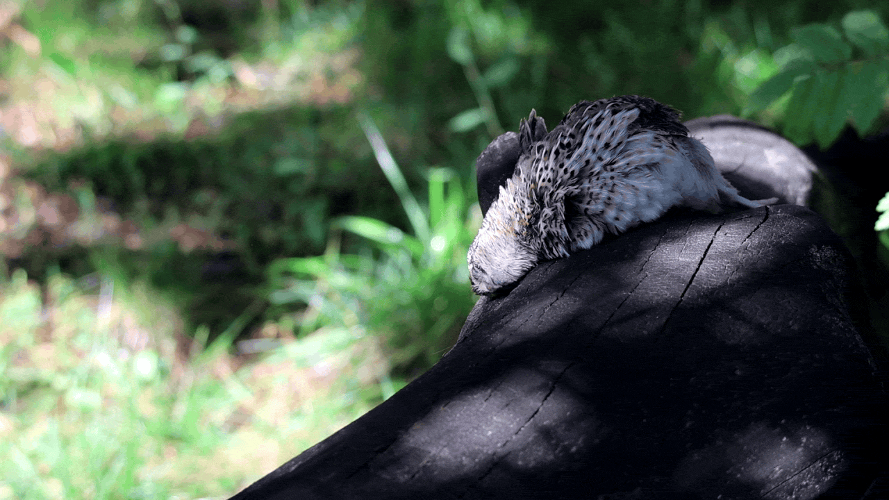 A photograph of a Pallas's cat