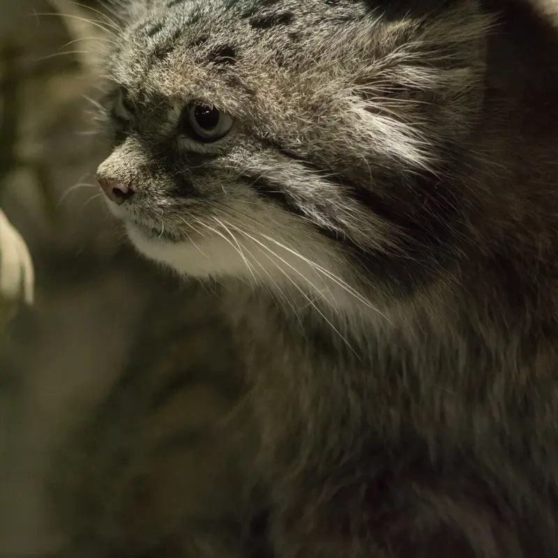 A photograph of Klyon in Ueno Zoological Gardens