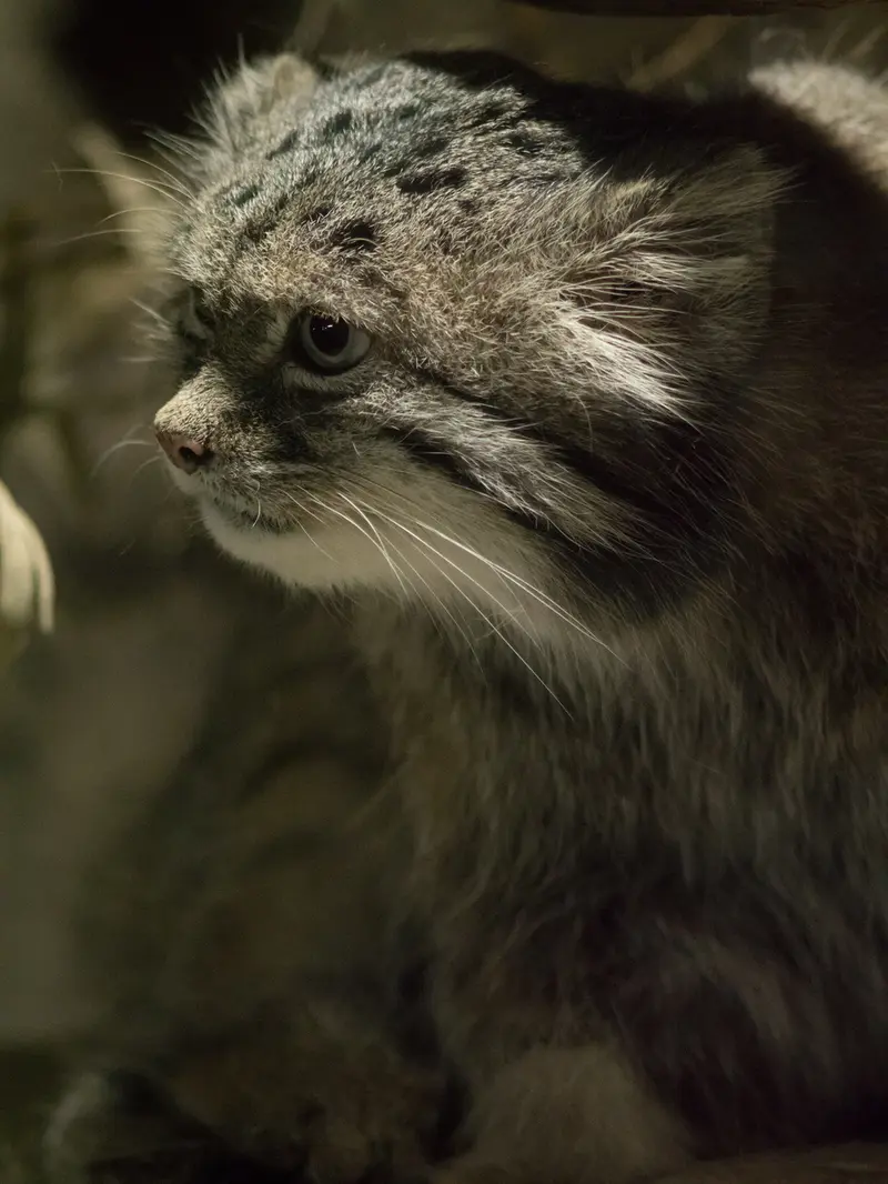 A photograph of Klyon in Ueno Zoological Gardens