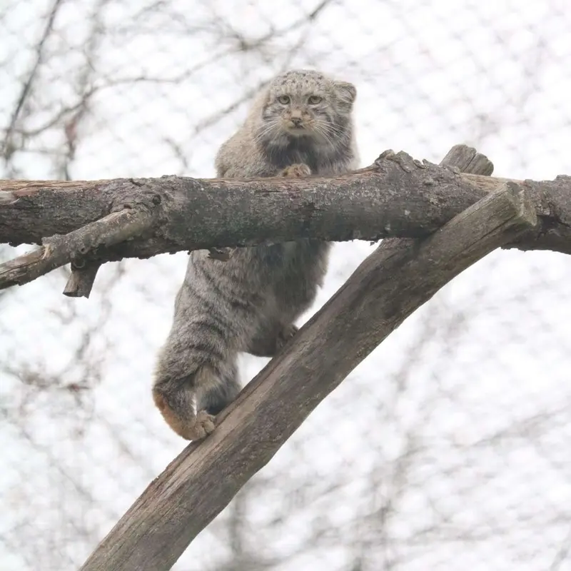 A photograph of Saimi in Korkeasaari Zoo