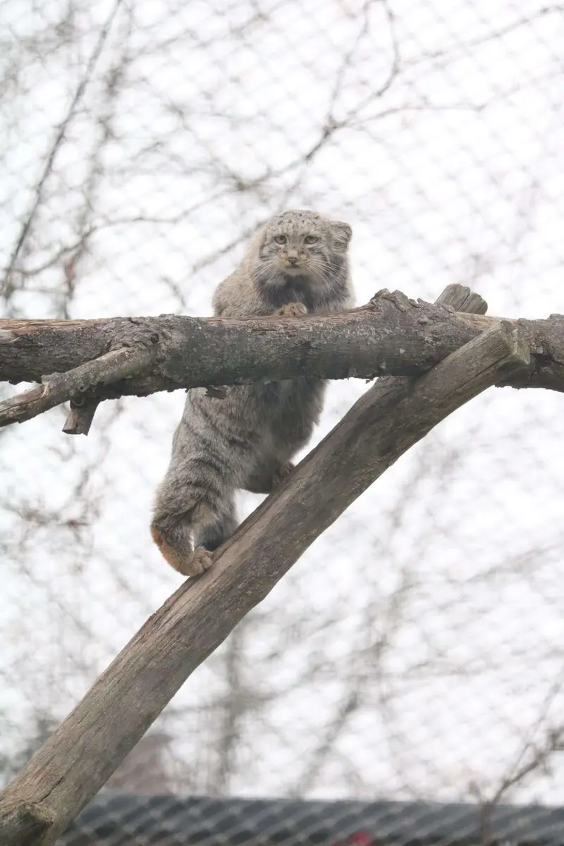 A photograph of Saimi in Korkeasaari Zoo