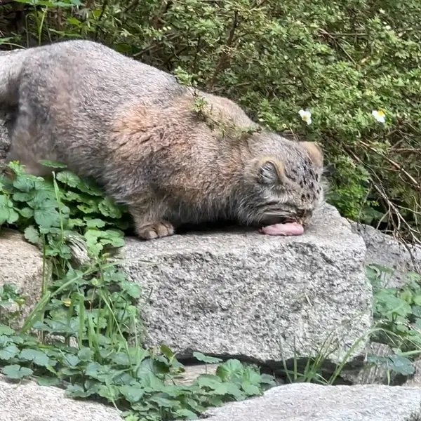 A photograph of a Pallas's cat in Wrocław Zoo