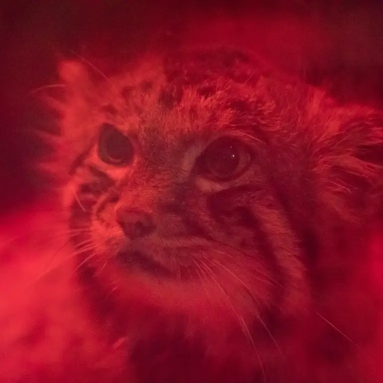 A photograph of Naim in Ueno Zoological Gardens