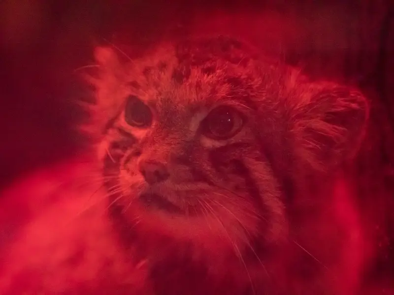 A photograph of Naim in Ueno Zoological Gardens
