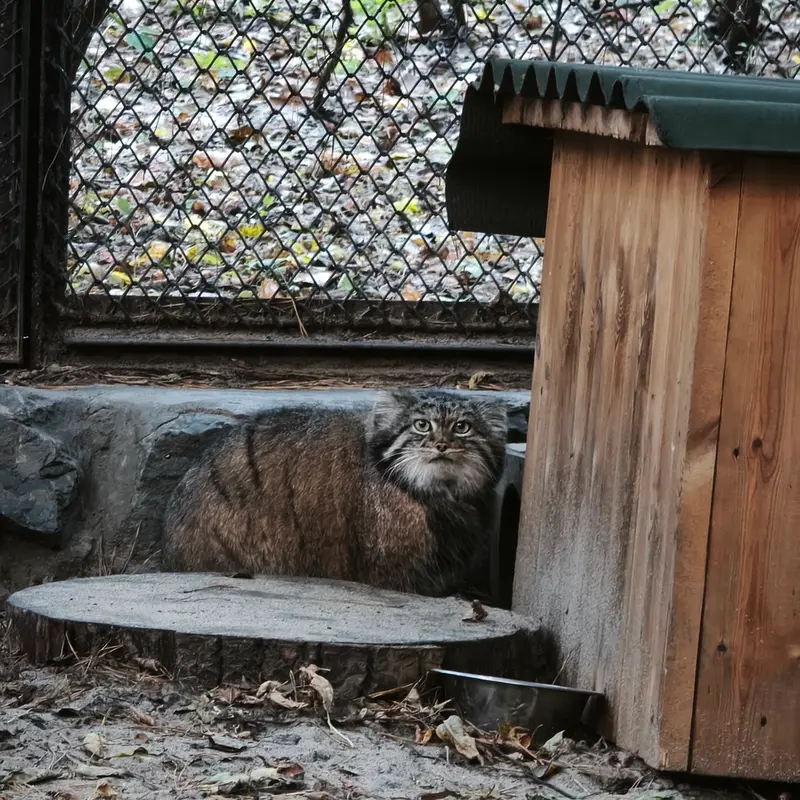 A photograph of Adele in Novosibirsk Zoo
