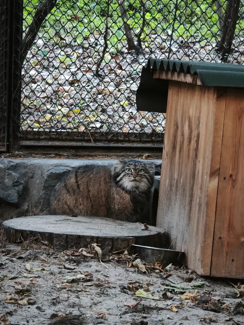 A photograph of Adele in Novosibirsk Zoo