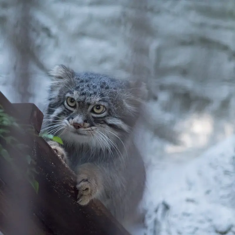 A photograph of Figa in Nogeyama Zoo