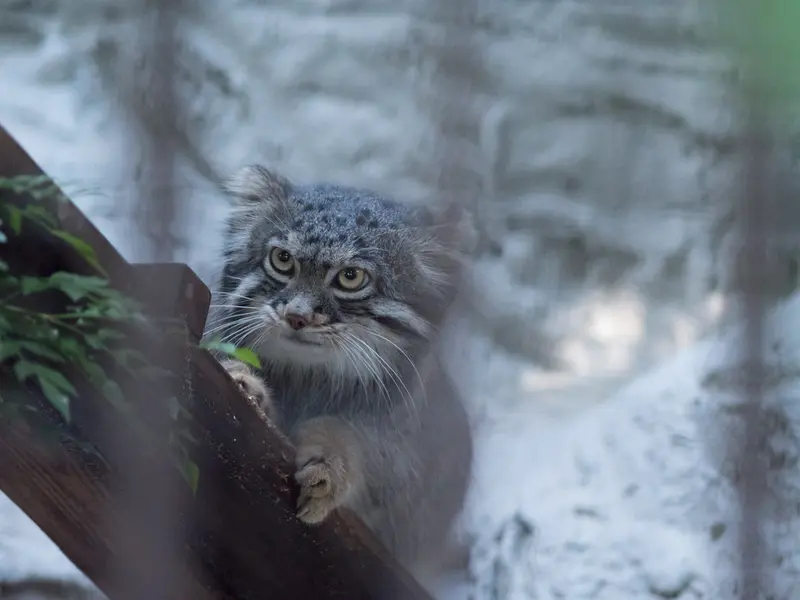 A photograph of Figa in Nogeyama Zoo