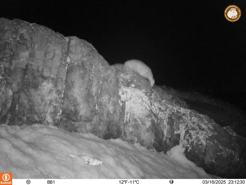 A photograph of Asian badger from Aktas-Kunkora camera trap