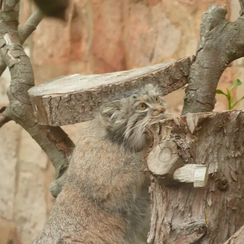 A photograph of Duchess in Edinburgh Zoo