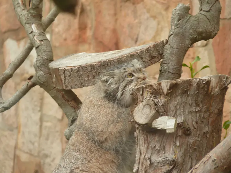 A photograph of Duchess in Edinburgh Zoo