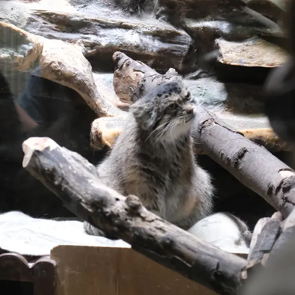 A photograph of a Pallas's cat in Ueno Zoological Gardens