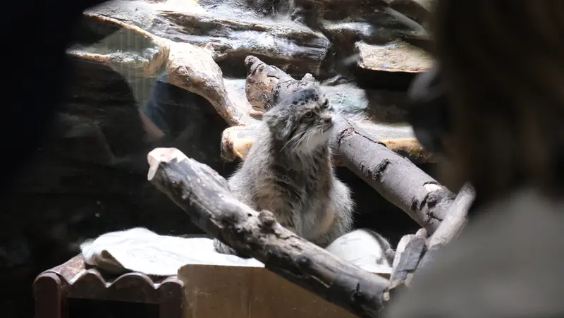 A photograph of a Pallas's cat in Ueno Zoological Gardens